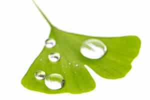 Ginkgo biloba, Ginkgo Extract
