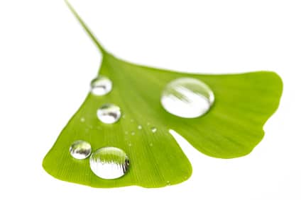Ginkgo biloba, Ginkgo Extract