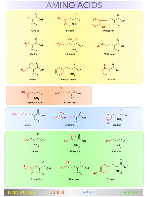 Aminosäure-Mix, verschiedenen Aminosäuren für Haut und Haar