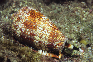 Kegelschnecke