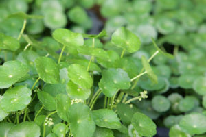 Centella Asiatica