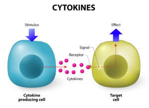 Cytokinine