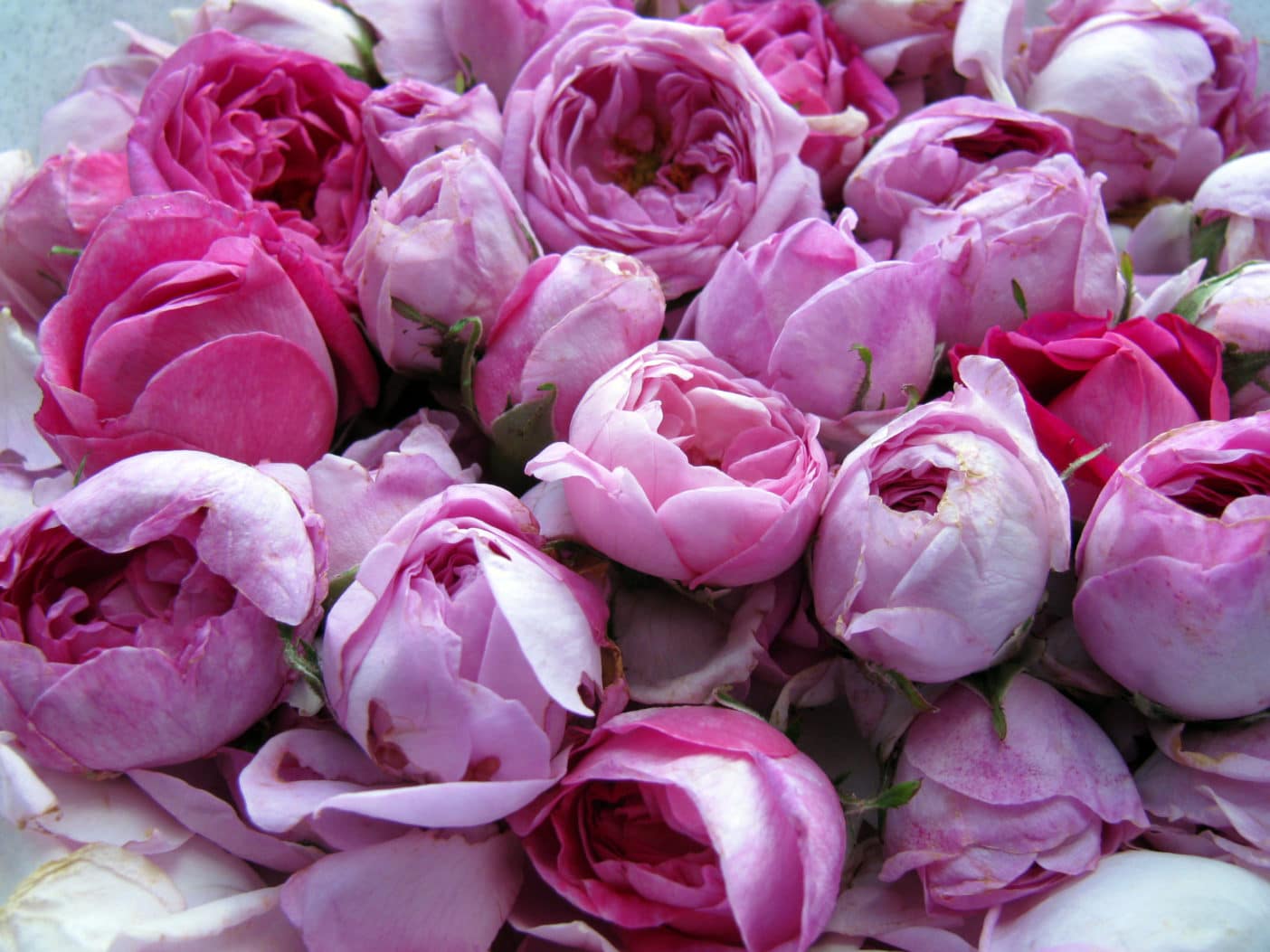 Rosa Multiflora Flower Wax, die edle Alternative für Sheabutter