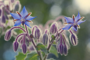 Borago Officinalis (Borage) Seed Oil 