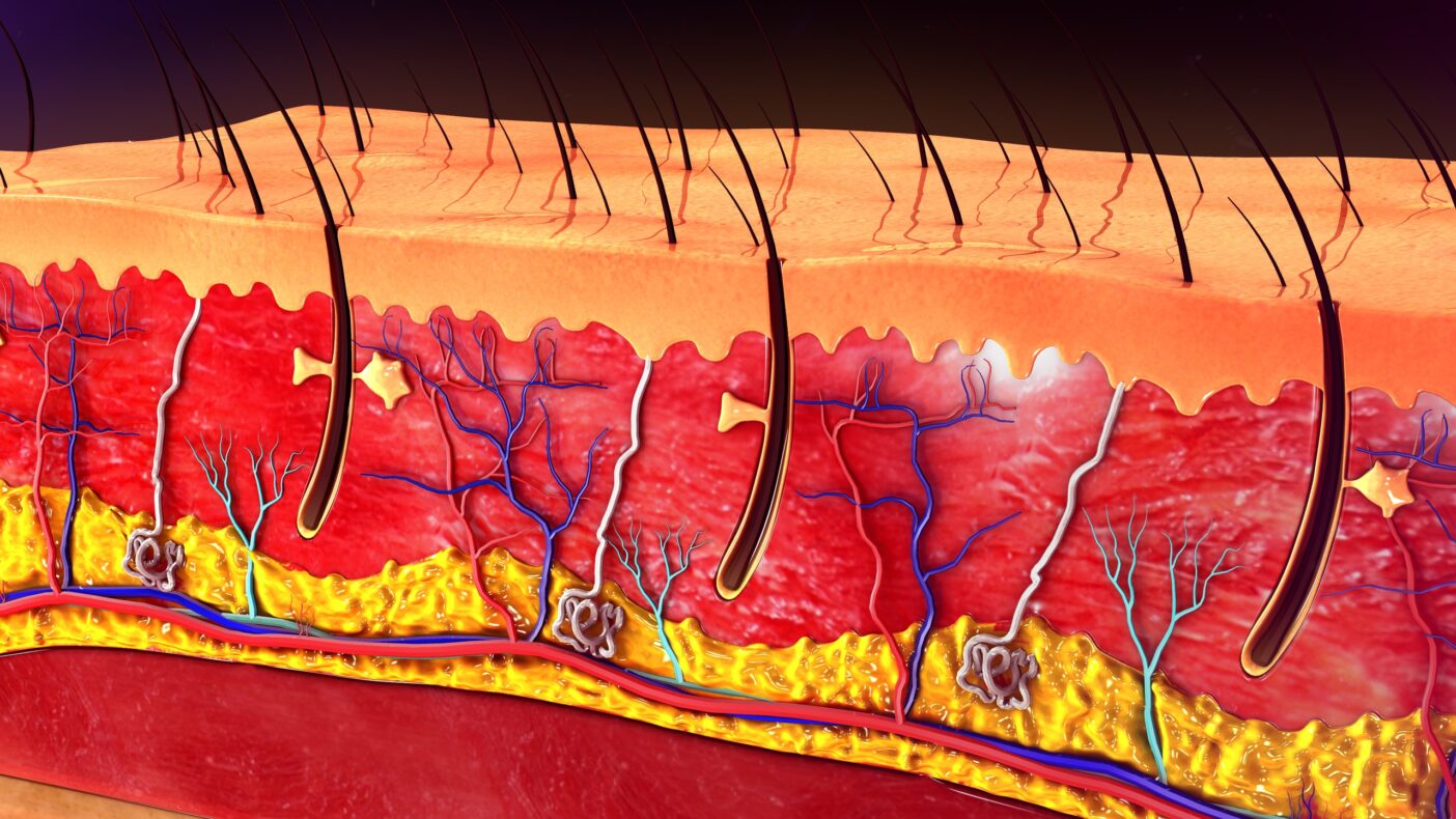 Hautlipide, Lipide im Stratum corneum