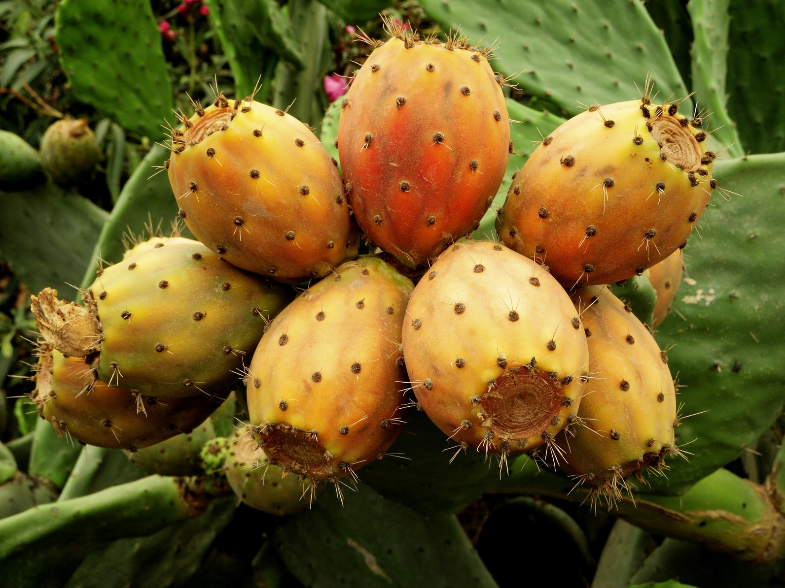 Kaktusfeigenöl Bio, Opuntia Ficus-Indica Seed Oil