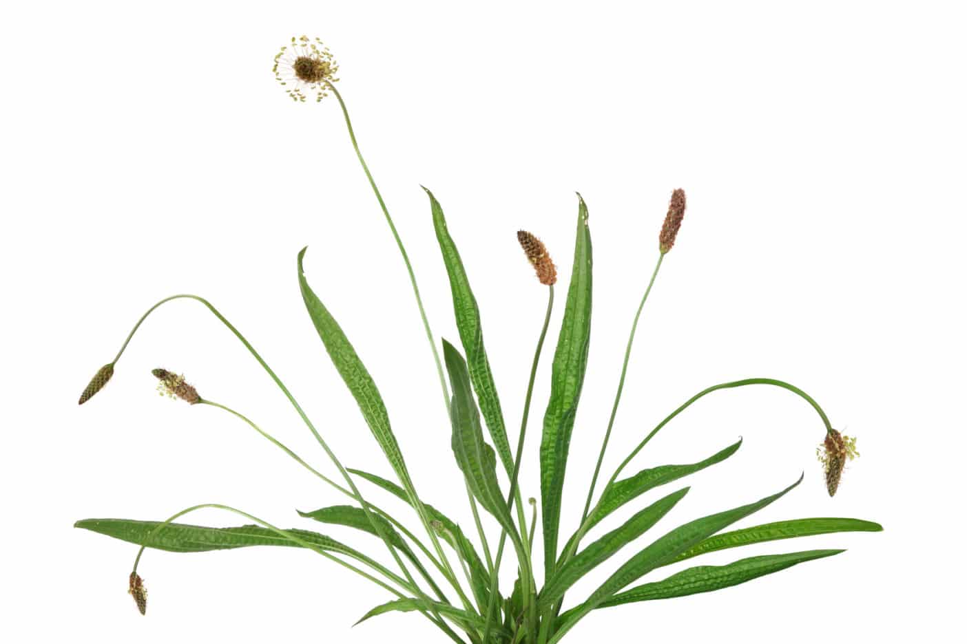 Plantago Lanceolata Leaf Extract