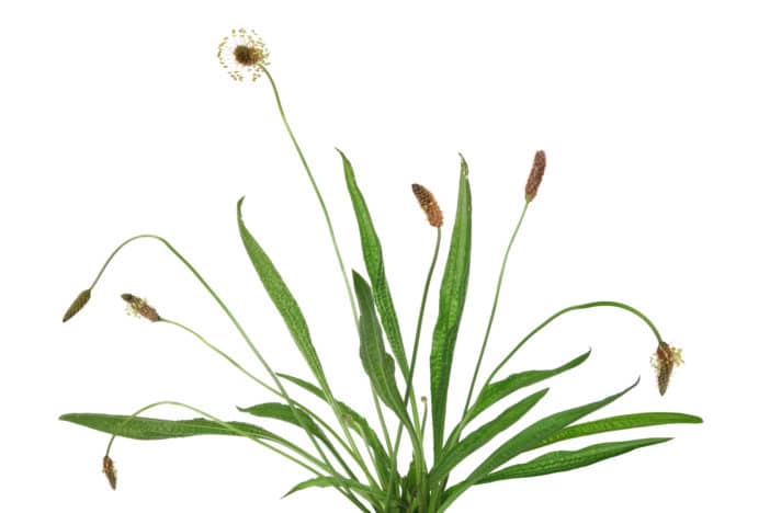 Spitzwegerich,Plantago Lanceolata Leaf Extract