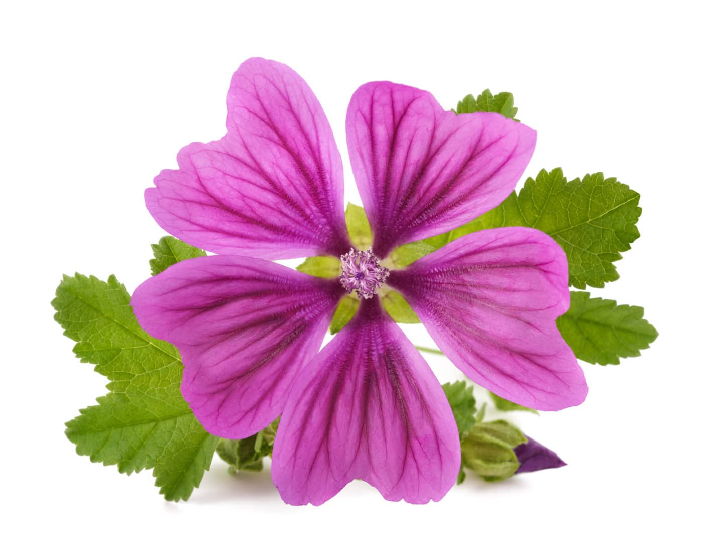 Malve,Malva Sylvestris (Mallow) Flower Extract