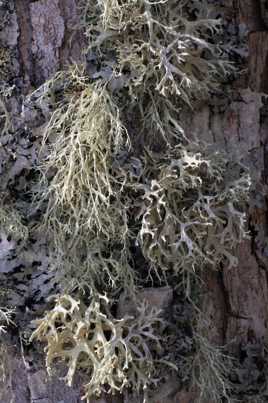 Bartflechtenextrakt,Usnea barbata (Lichen) Extract, Usninsäure