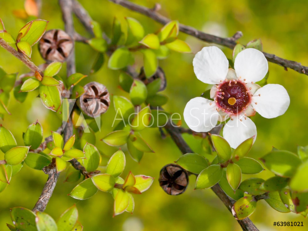 Manukaöl; Manukahonig; Leptospermum scoparium branch/leaf oil