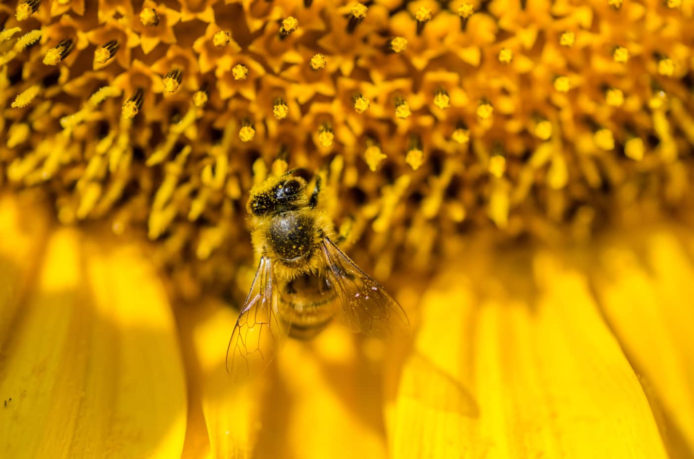 Bienengift - Melittin - Apitoxin - Botoxalternative