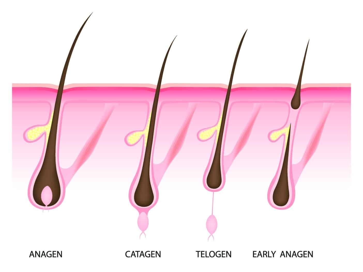 Wachstum der Haare, Telogen, Anagen