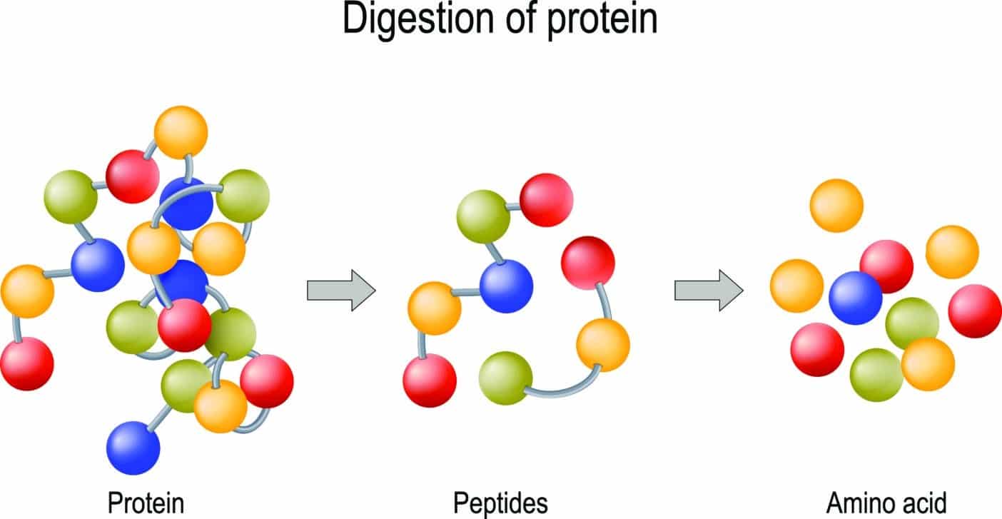 Peptide, Proteine, Aminosäuren, biologisch aktive peptide