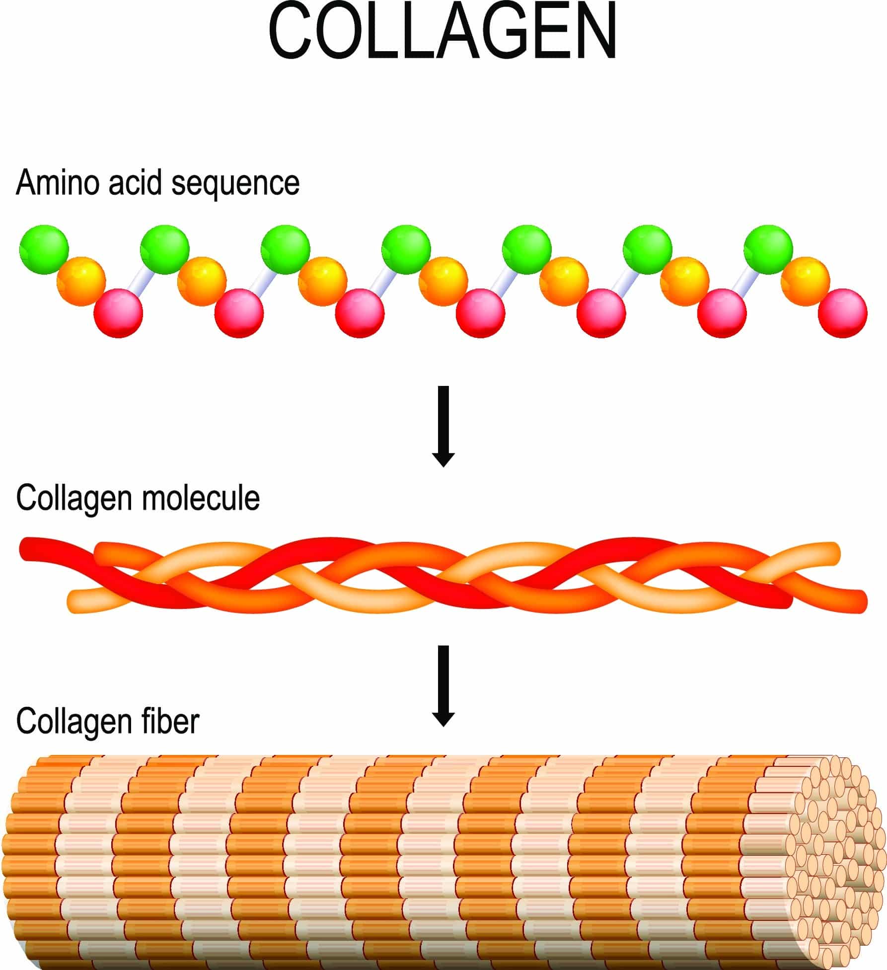 Kollagen - Hydrolyzed Collagen - Collagen - Cosmacon