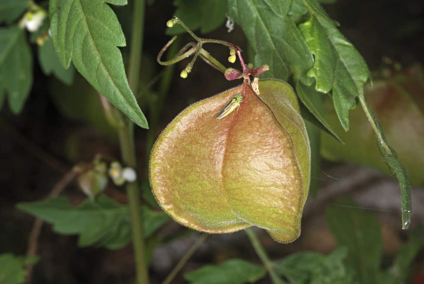 Cardiospermum Halicacabum Flower/Leaf/Vine Extract - Herzsamen