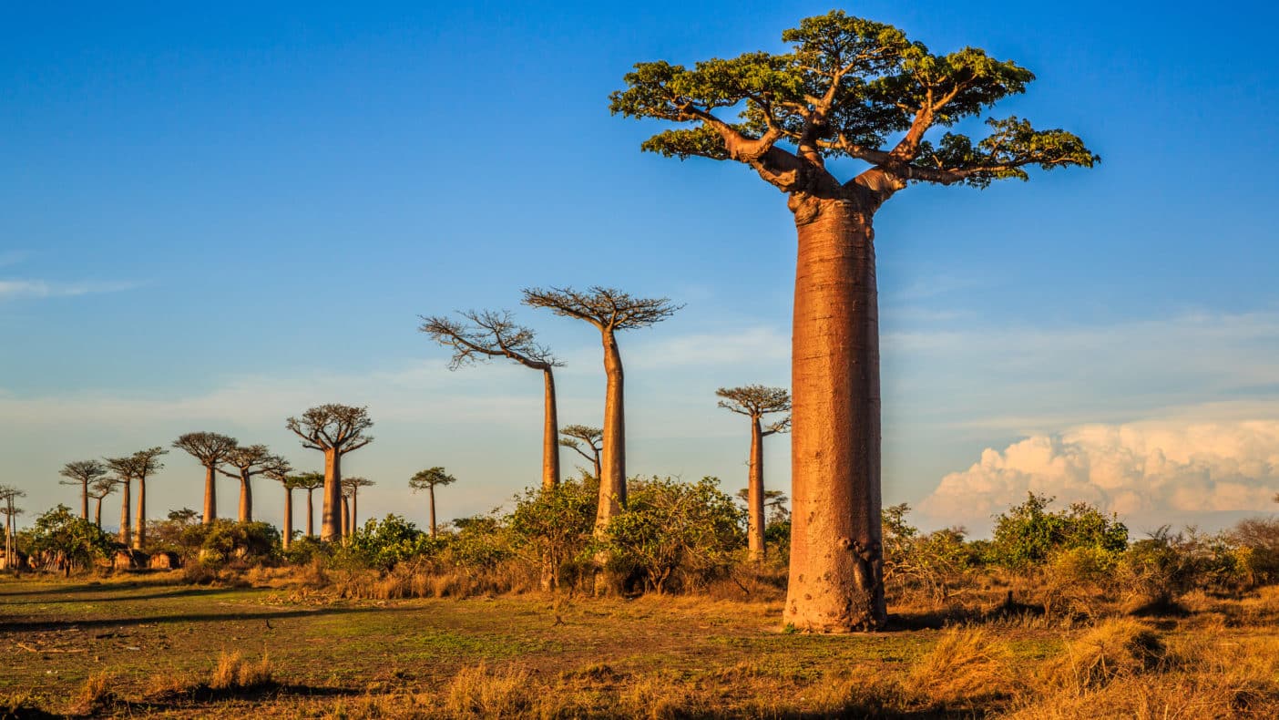 Baobab Öl - Adansonia Digitata Seed Oil