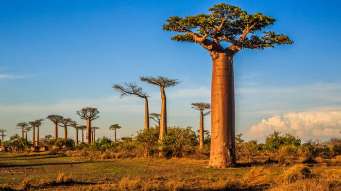 Baobaböl - Adansonia Digitata Seed Oil