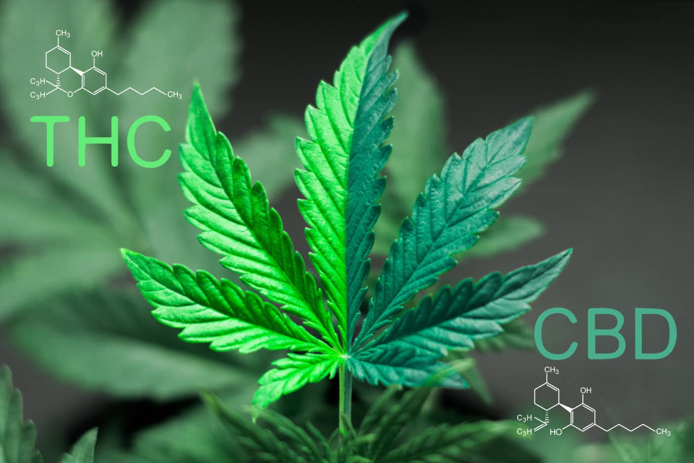 Cannabidiol (CBD), Hanf, Kosmetika, Grenzbereiche, Vorschriften