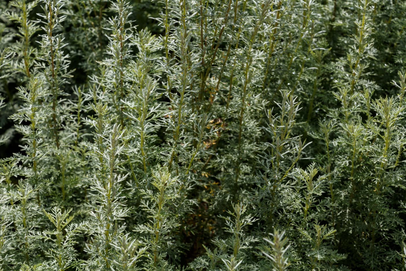 Artemisia Pallens Flower Oil; davana oil
