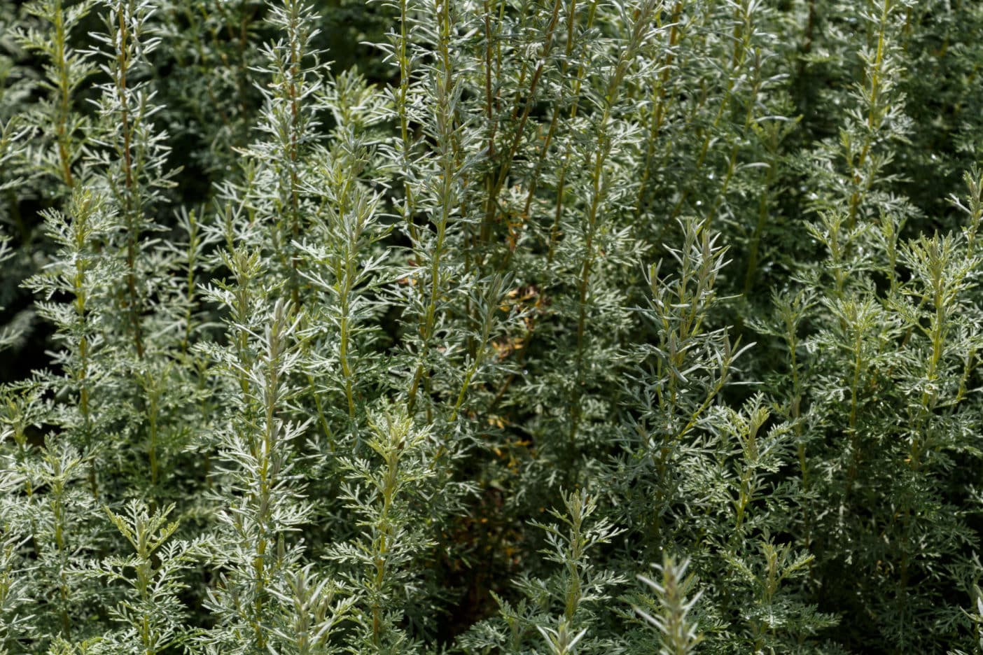 Artemisia Pallens Flower Oil