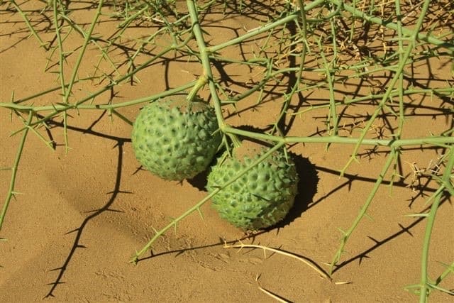 Nara oil, !Nara, Acanthosicyos Horridus Seed Oil