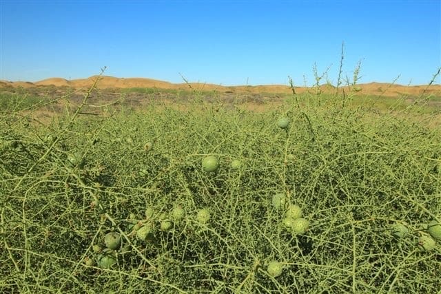 Acanthosicyos Horridus, Naraölnüsse, Feld von Naranüße