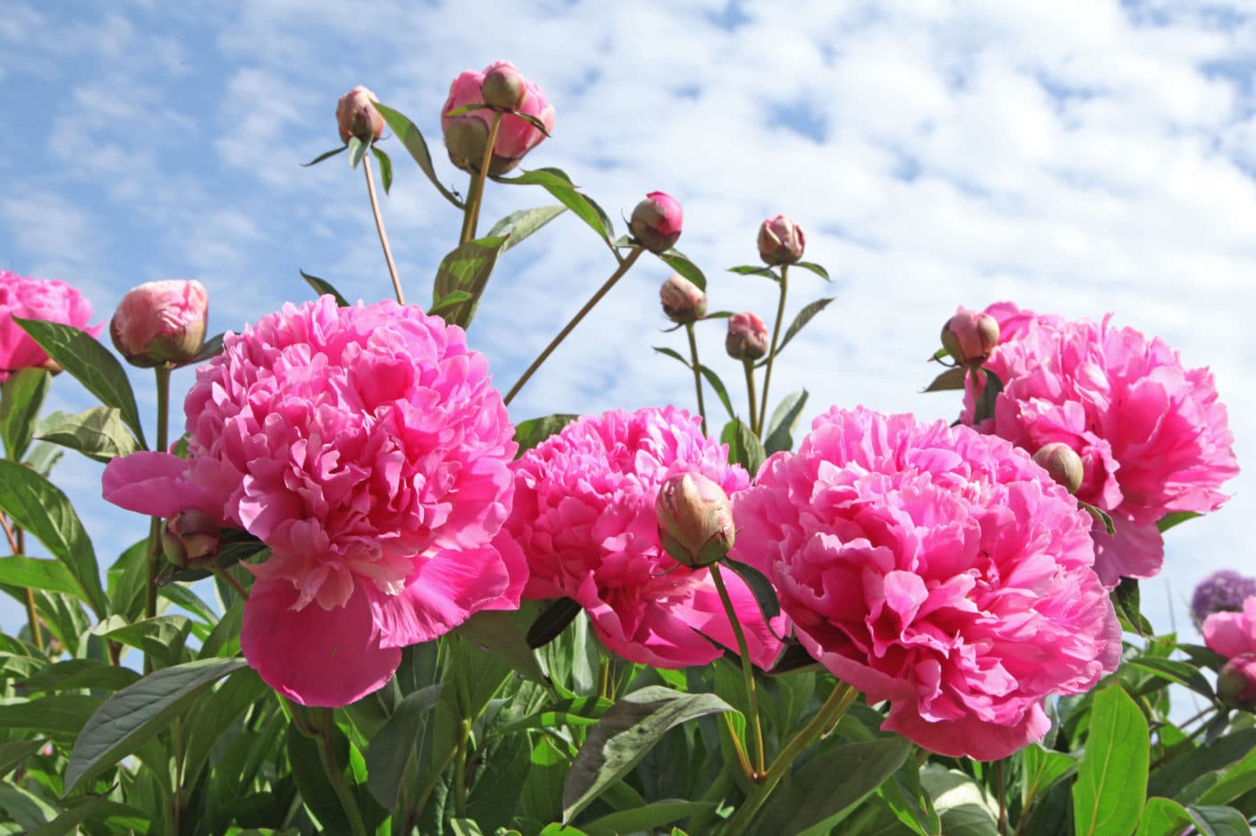 Paeonia Officinalis, peony