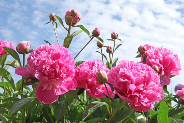 Paeonia Officinalis, Pfingstrosen