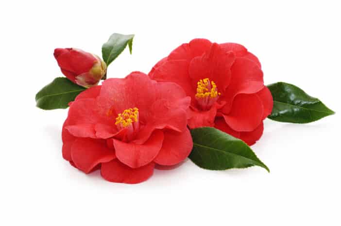 Kamilienöl Bio, Camelia Oleifera Seed Oil