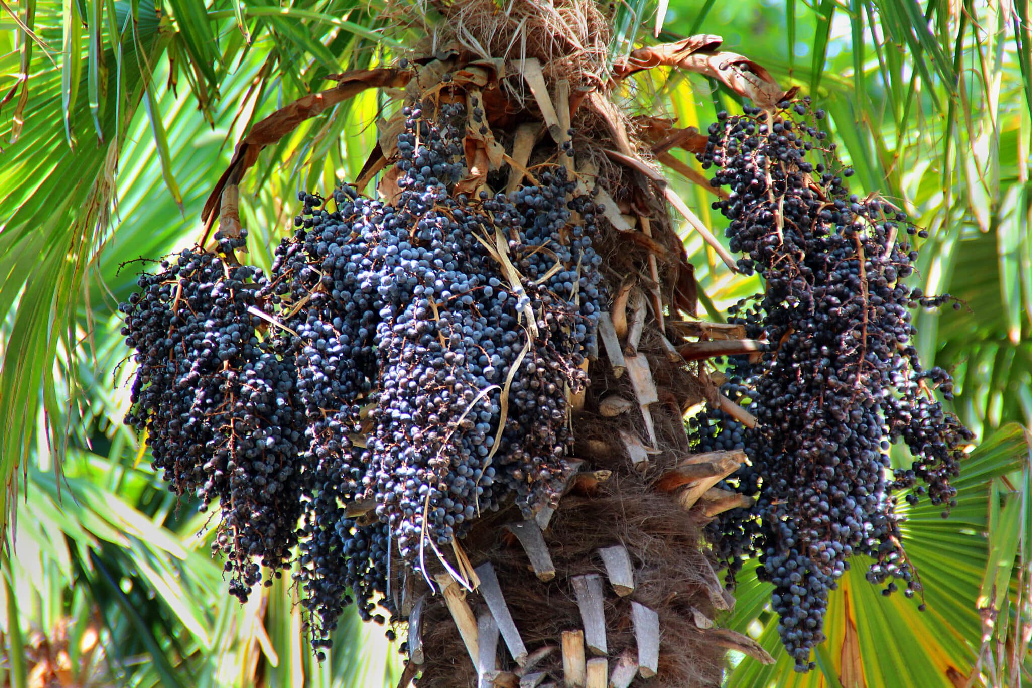 Acai Oil Euterpe Oleracea Fruit Oil CAS 906351 38 0 Cosmacon acai-oil-euterpe-oleracea-fruit-oil-cas-906351-38-0-cosmacon