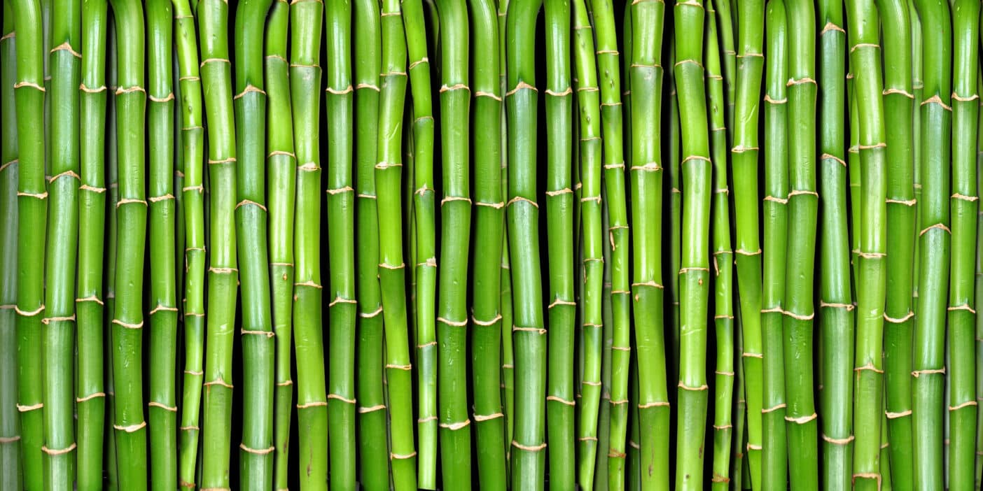 Bambus Vulgaris Shoot Extract; Bambusextrakt