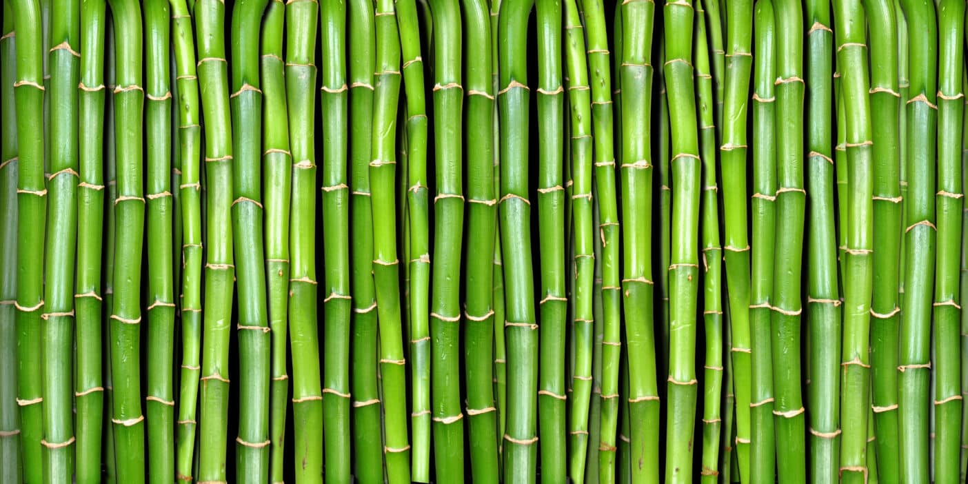 Bambusa Vulgaris Shoot Extract; bamboo extract