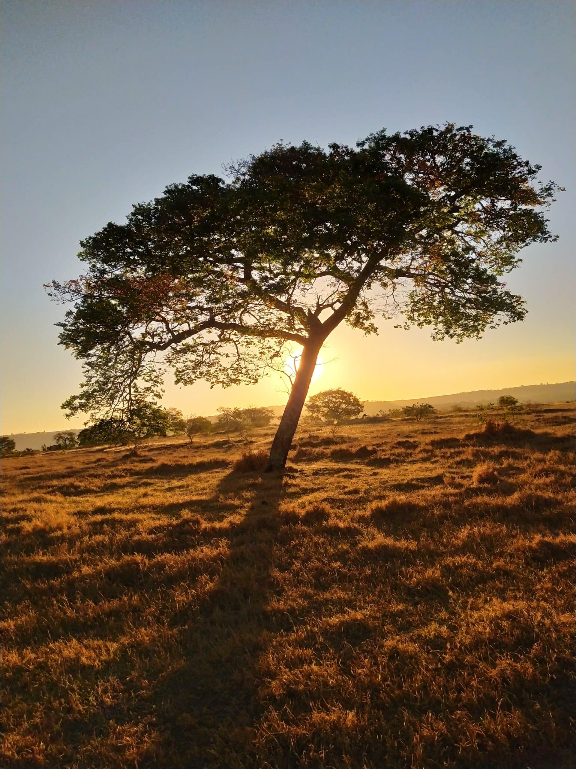 Copaíba Copaifera Officinalis Resin Oil Cosmacon