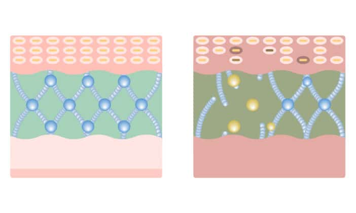 NMF; Aquacacteen; NMF, Ceramide