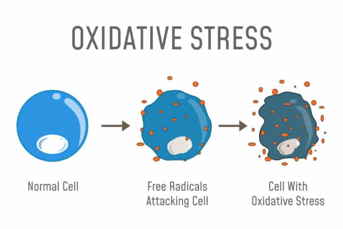 Radikalfänger, oxidativer Stress
