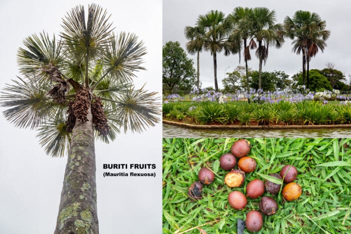 Buritipalme; Mauriti Flexuosa Fruit Oil; Burritiöl