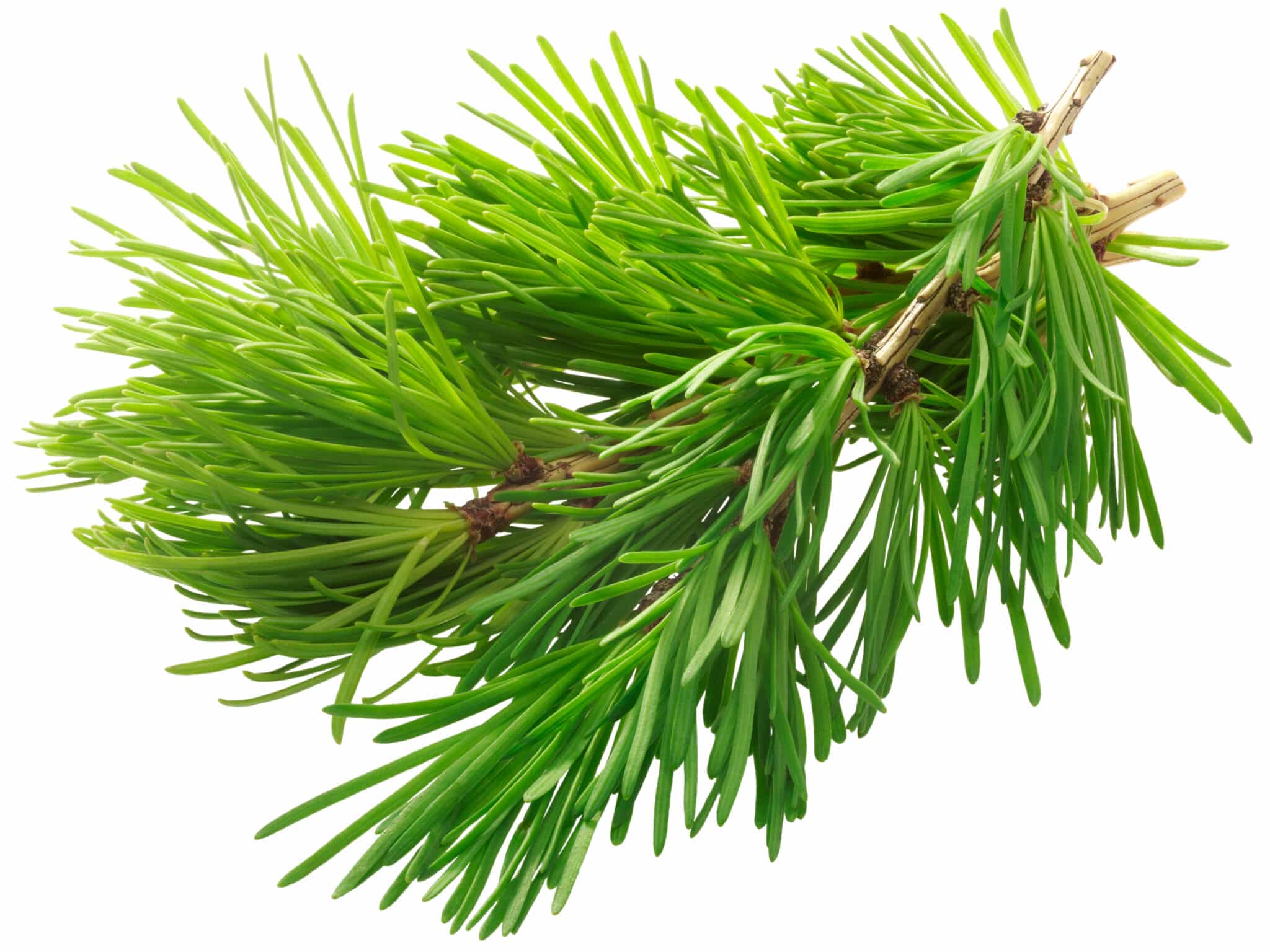 DHQ - Larix Europaea Wood Extract - Taxifolin - Cosmacon