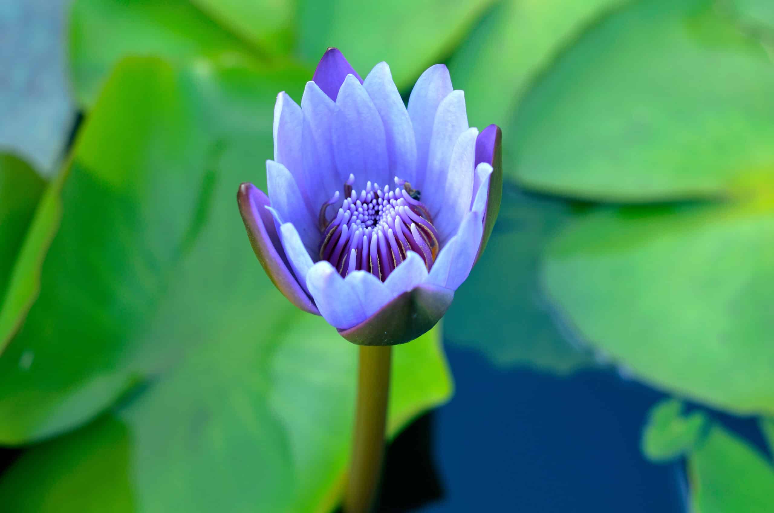 Lotusextrakt Nymphaea caerulea Blauer Lotus Cosmacon