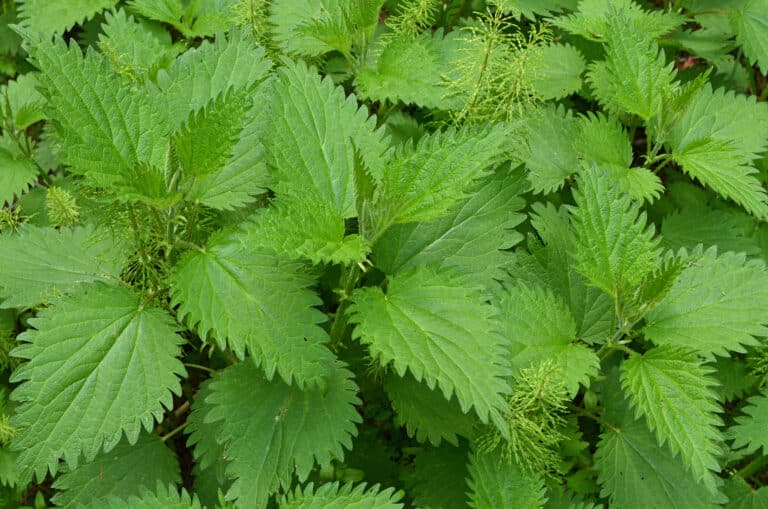Urtica Dioica (Leaf) Extract, Brennessel