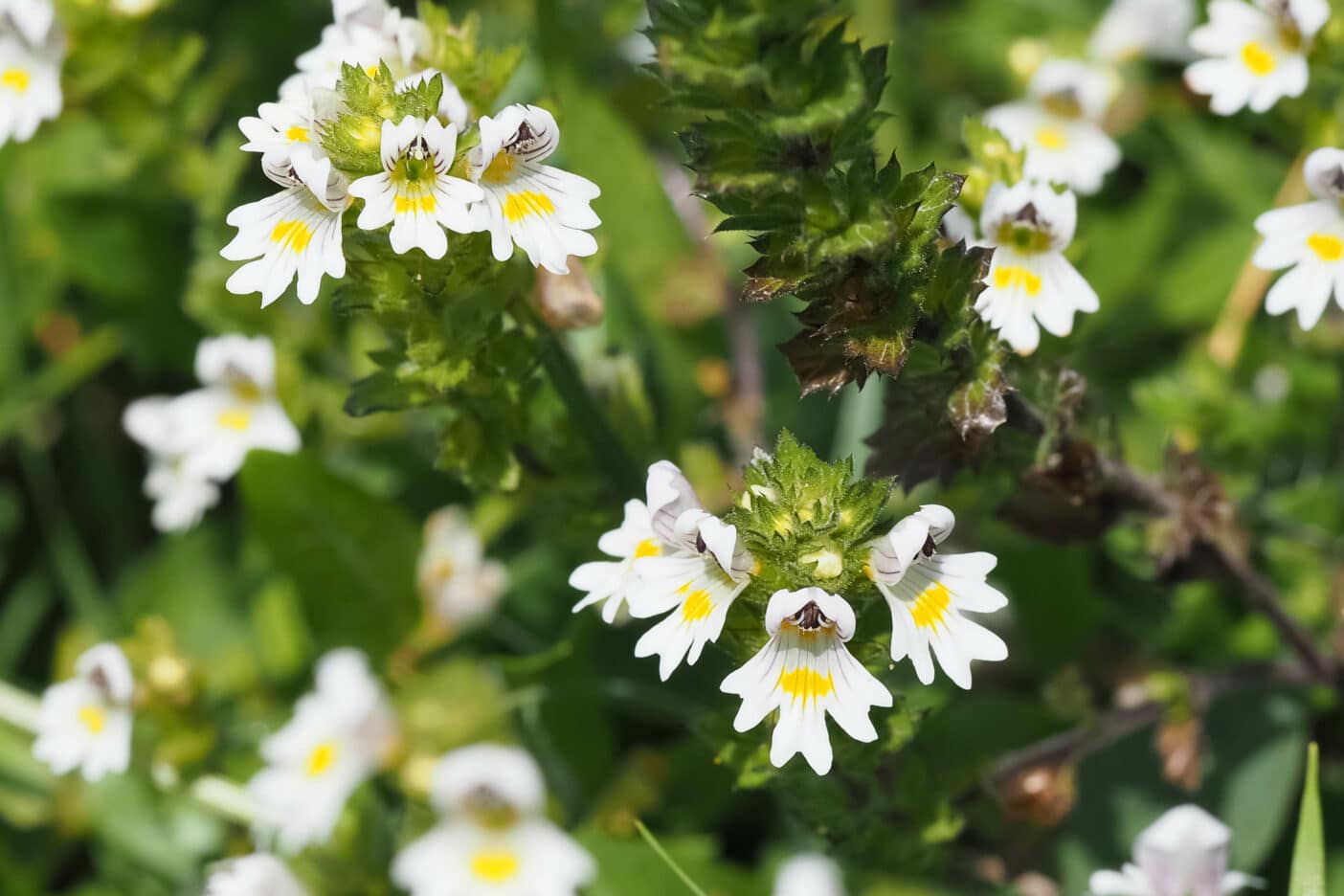 Augentrost,Euphrasia Officinalis Extract