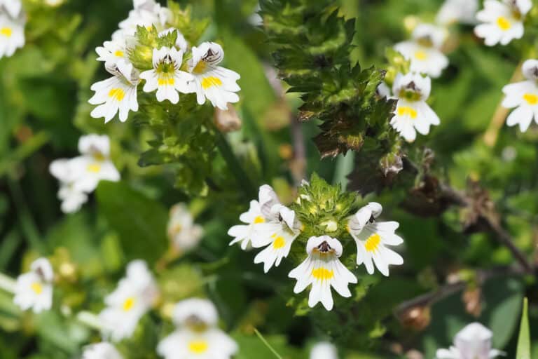 Augentrost,Euphrasia Officinalis Extract