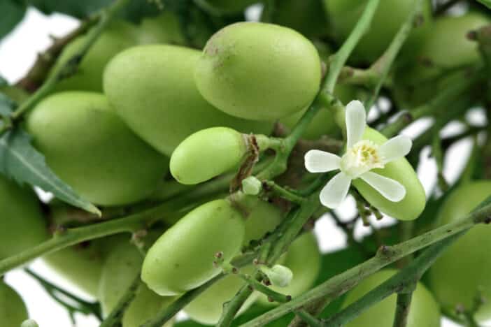Niembaum, Niemöl, Azadirachta indica seed oil