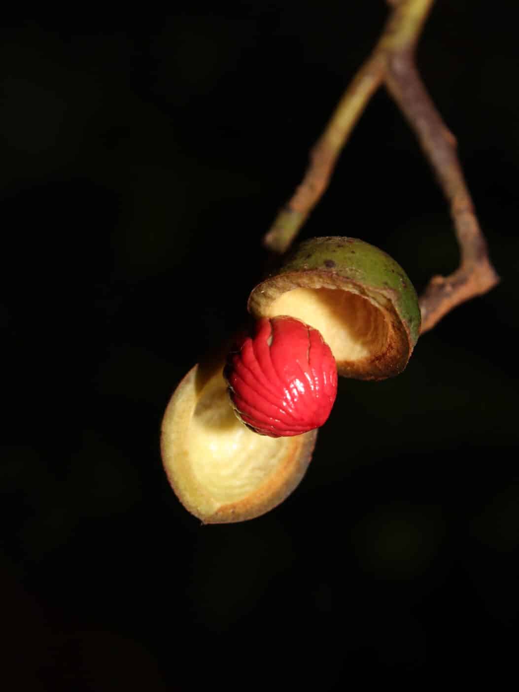 Ucuuba, Virola Surinamensis