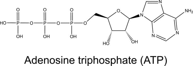 Adenosin, Adenosine triphosphate, ATP