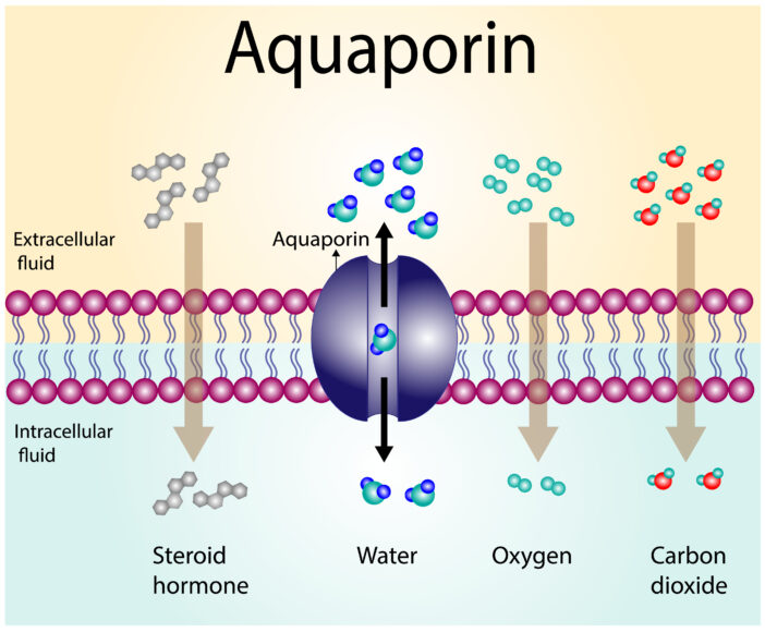 Aquaporine, Hautbefeuchtung
