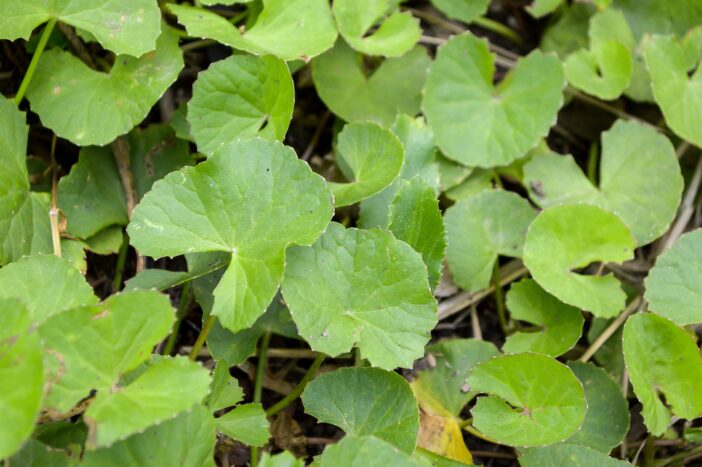 Asiaticosid, Centella Asiatica, Cosactive Asiatica