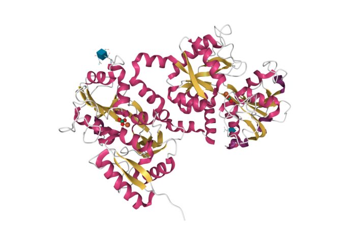 Lactoferrin