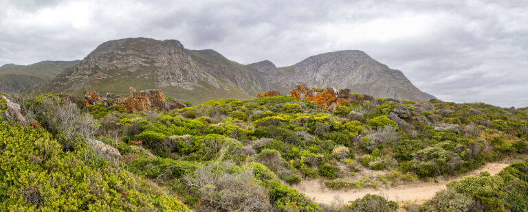 Fynbos Honey; Fynbos honey – South Africa's golden elixir