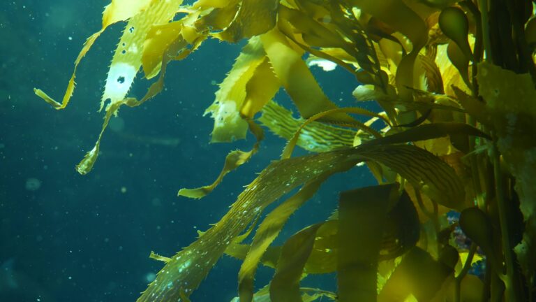 Giant kelp